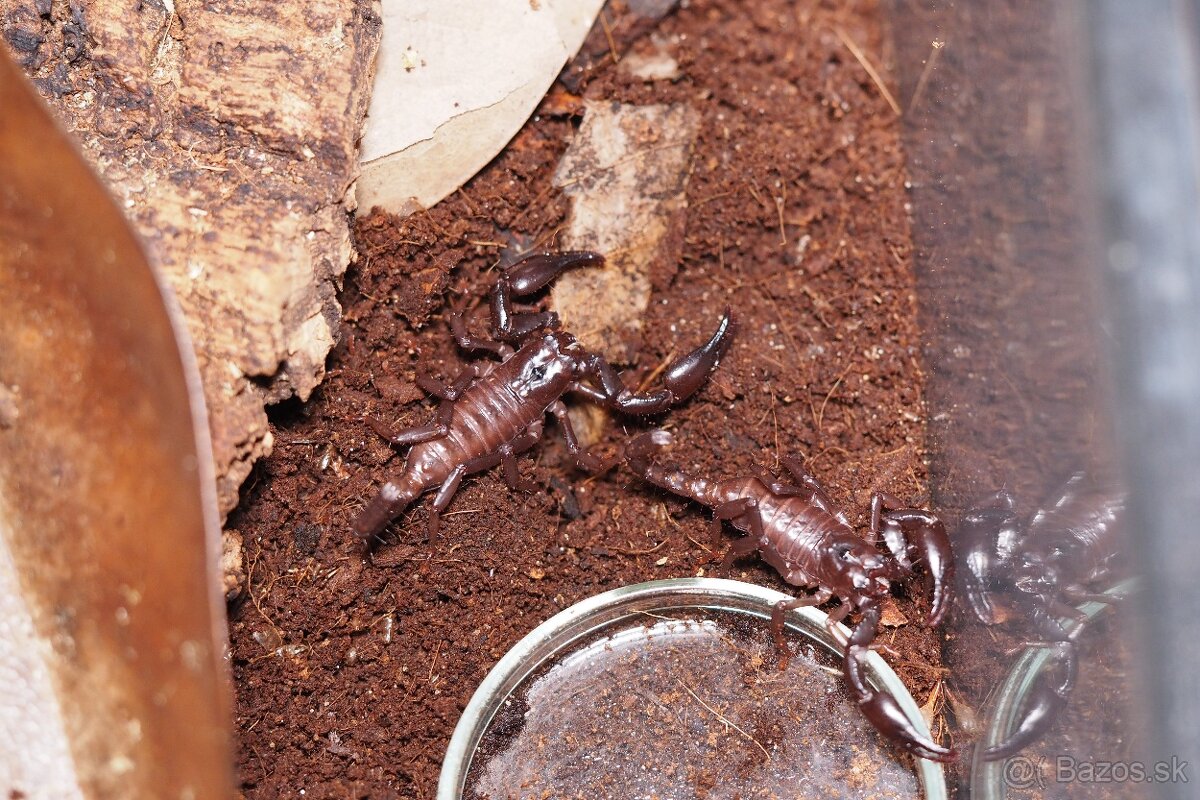 Heterometrus petersii - 2