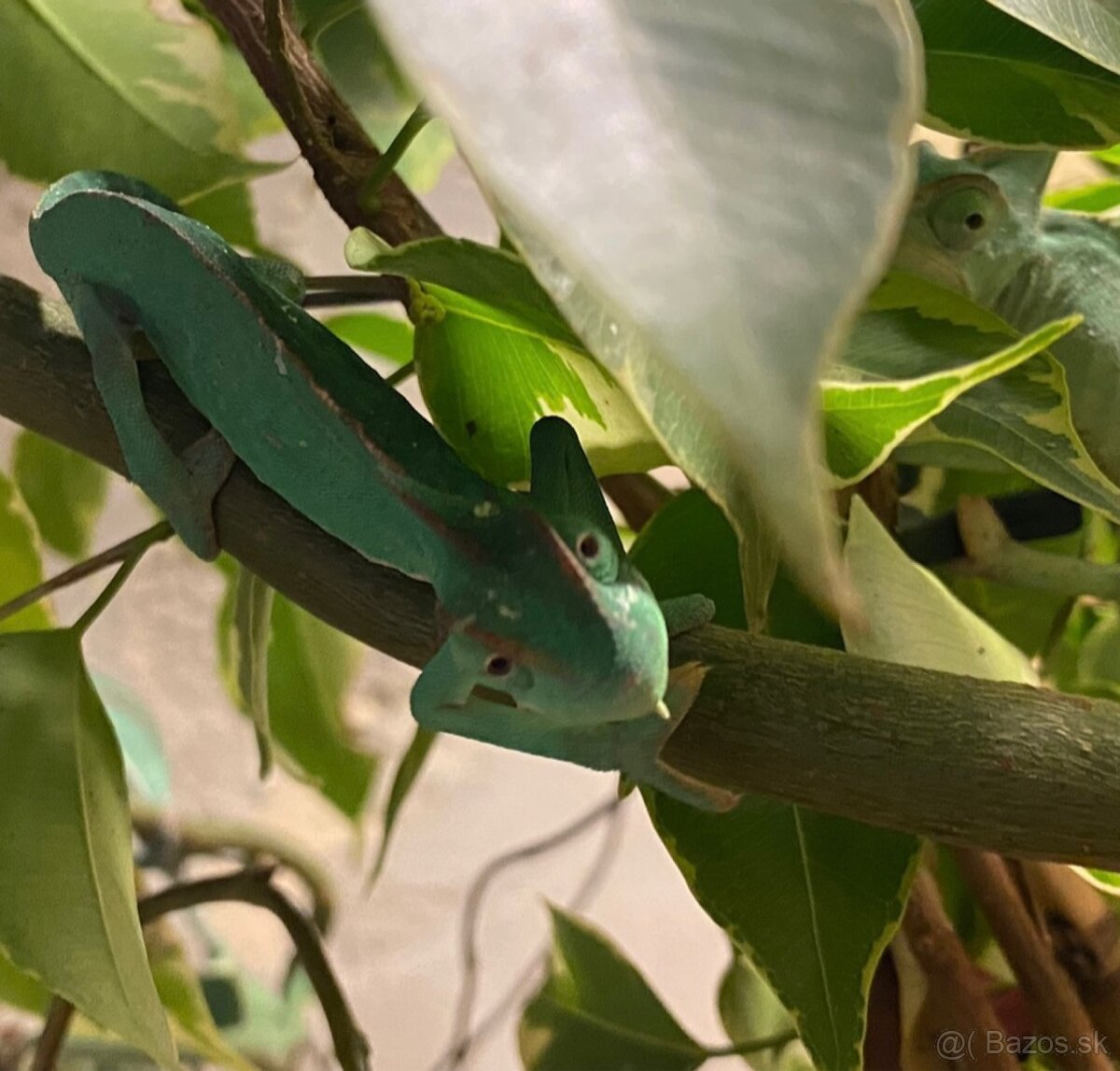 Chameleon jemensky - 2