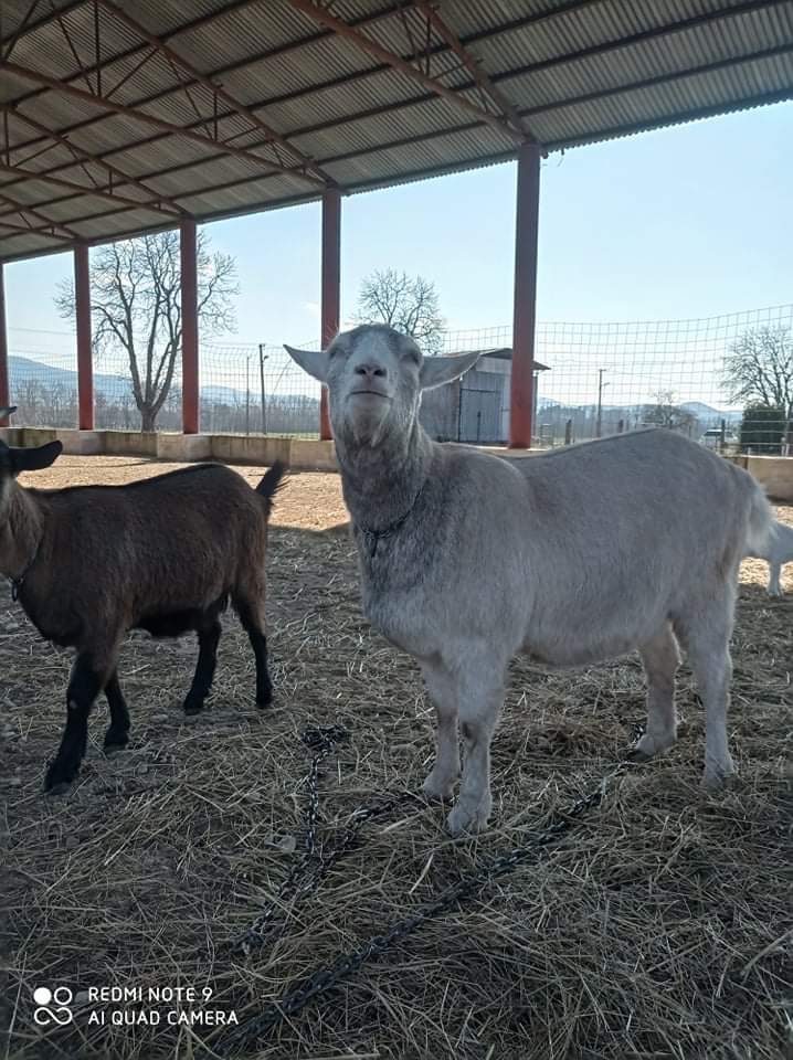 Kozlence adojne kozy - 2