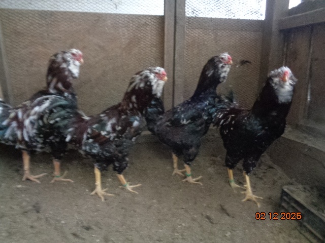 Orlovka pestrá-kohúty - 2