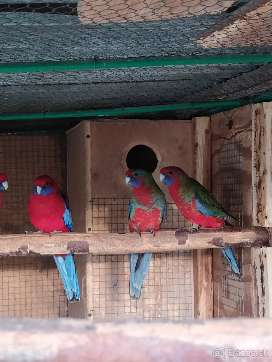 Rozela penant samec - 2