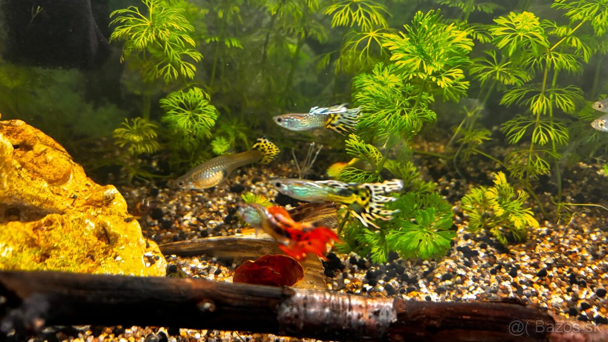 Gubky / Gupky na predaj - 2