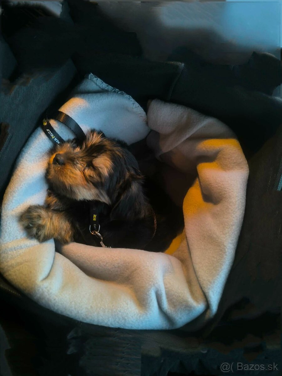 Yorkshire teriér - 2