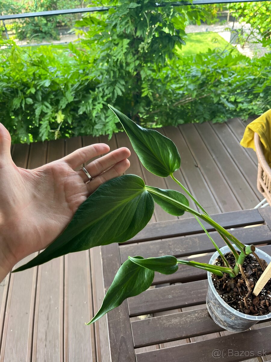 Monstera Burle Marx Flame - 2