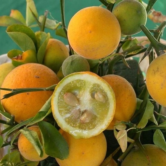 Poncirus trifoliata - 2