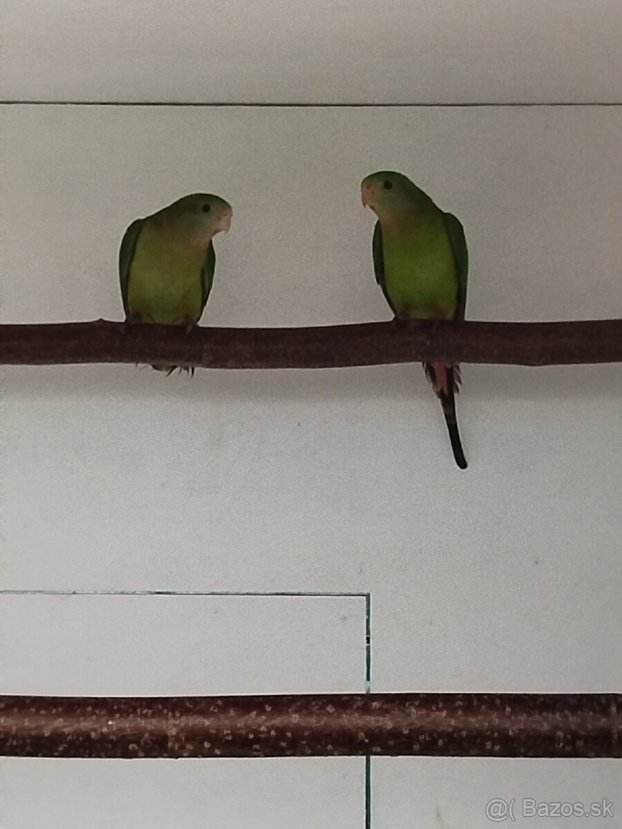 Papagáj nádherný Baraband - 2