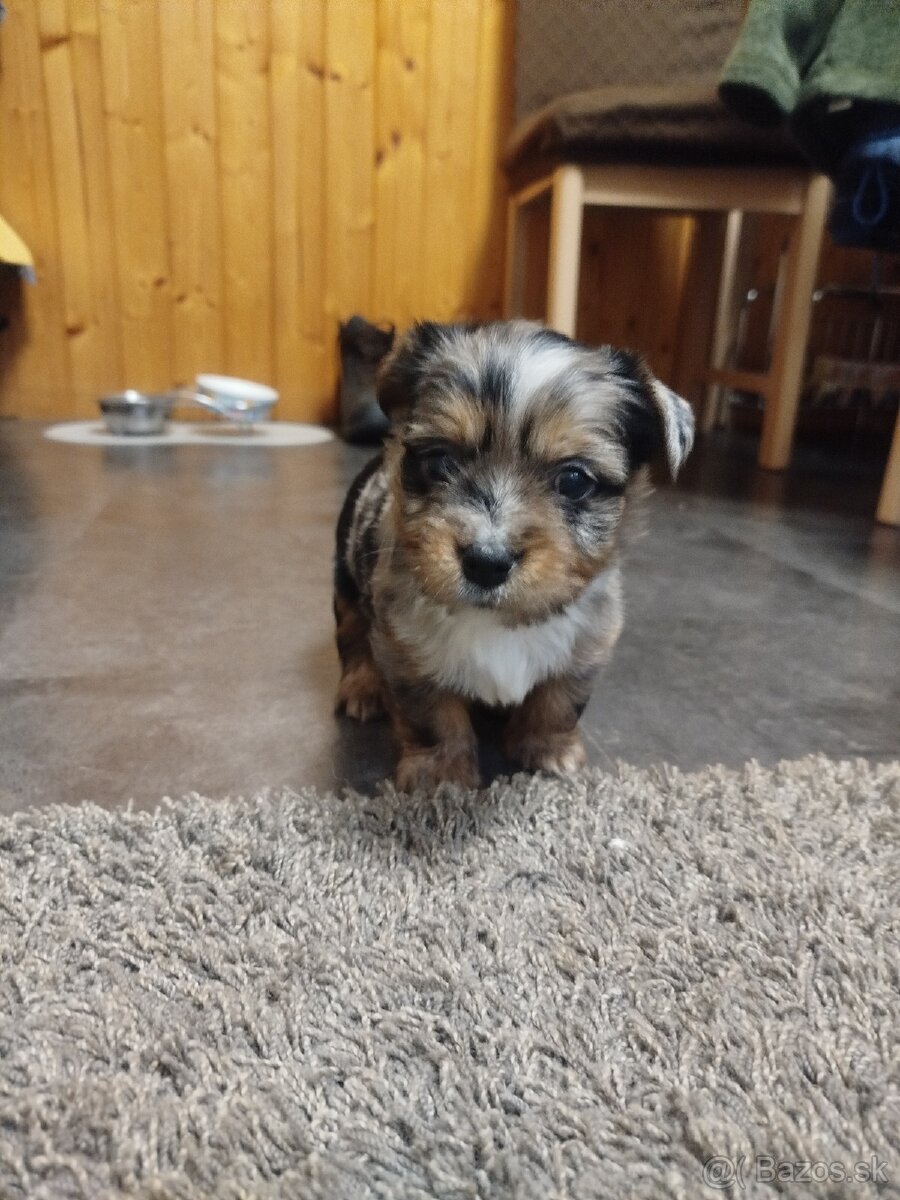 Yorkshire Biewer blue merle - 2