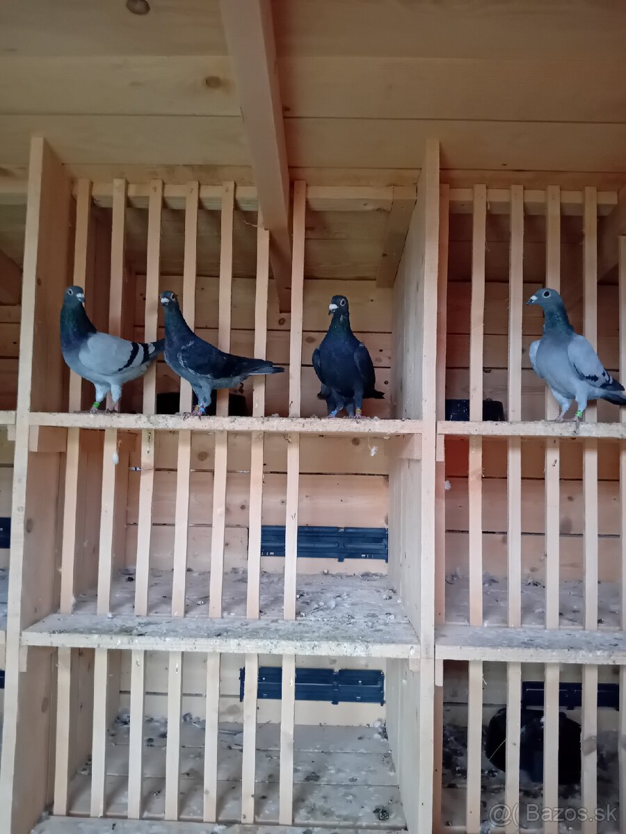 Poštové holuby - 2