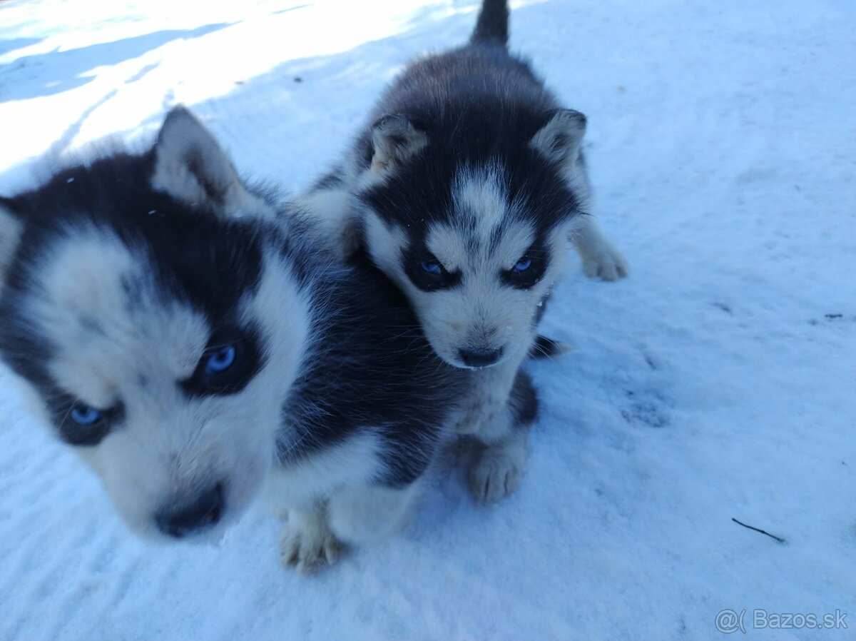 Šteniatka sibírsky husky - 2