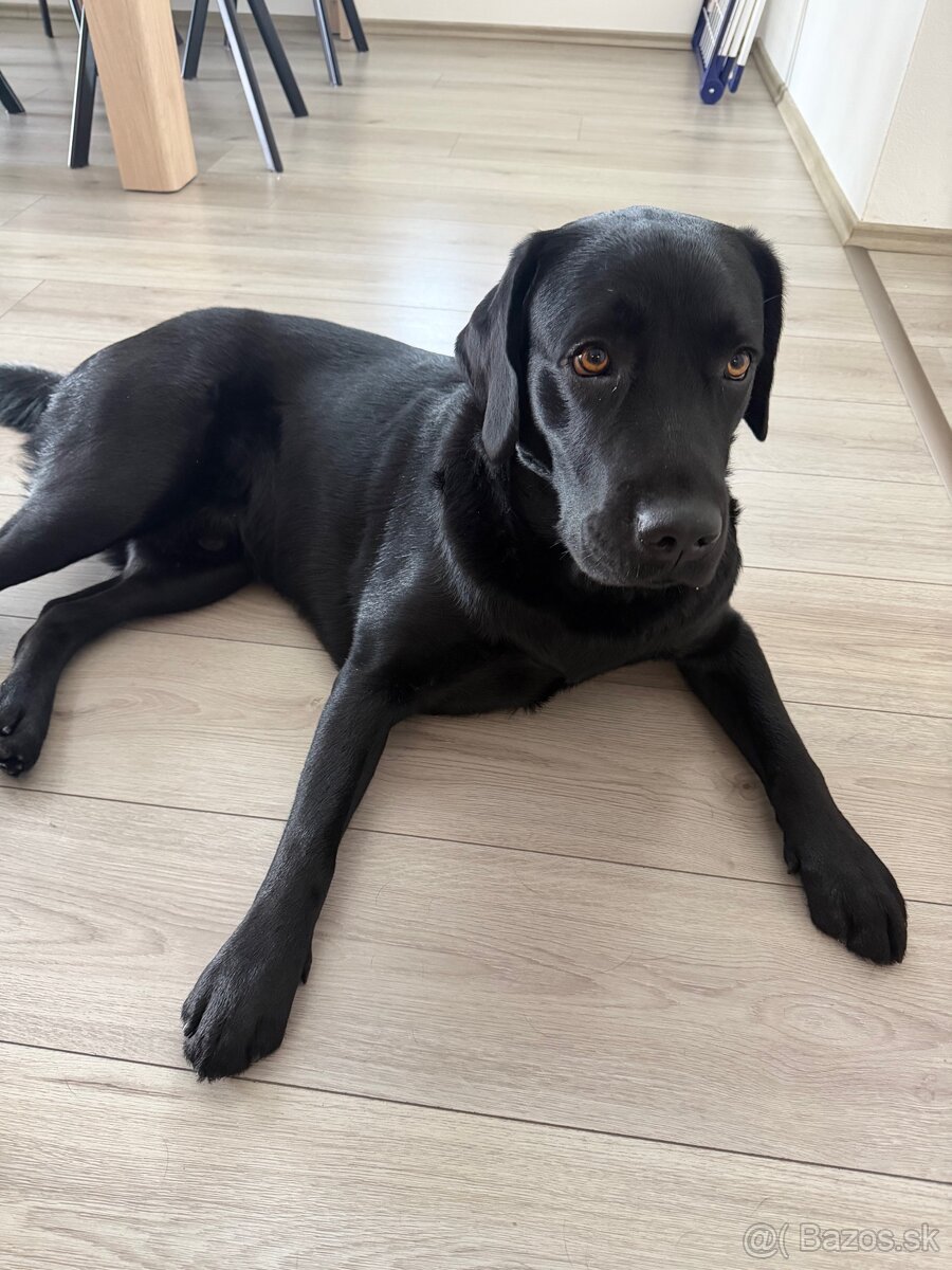 Krytie labrador čierny - 2