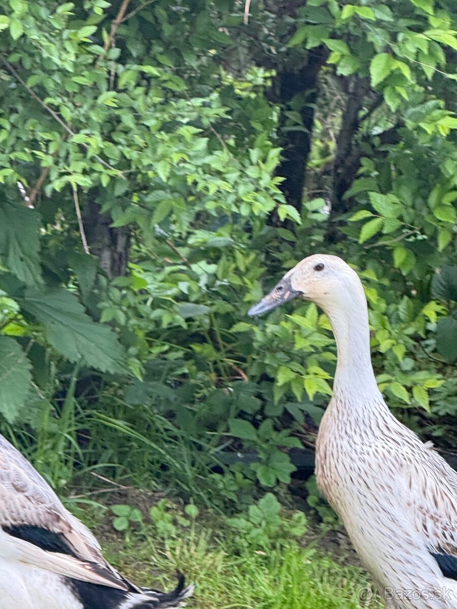 Indický bežec kačice strieborné - 2