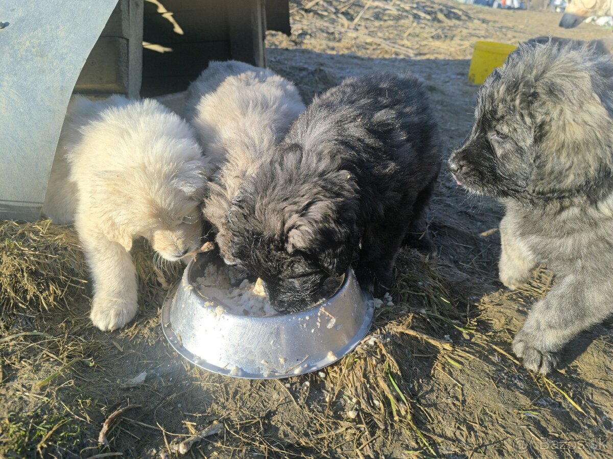 Predám šteňatá - 2