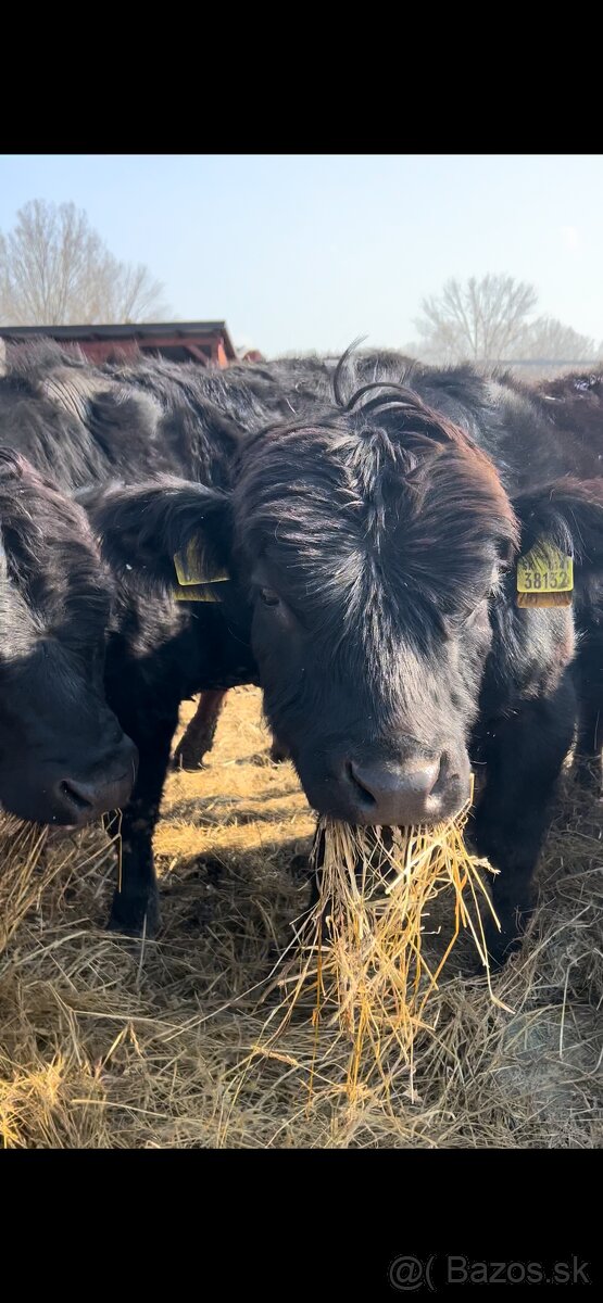 Jatočné býčky - 2