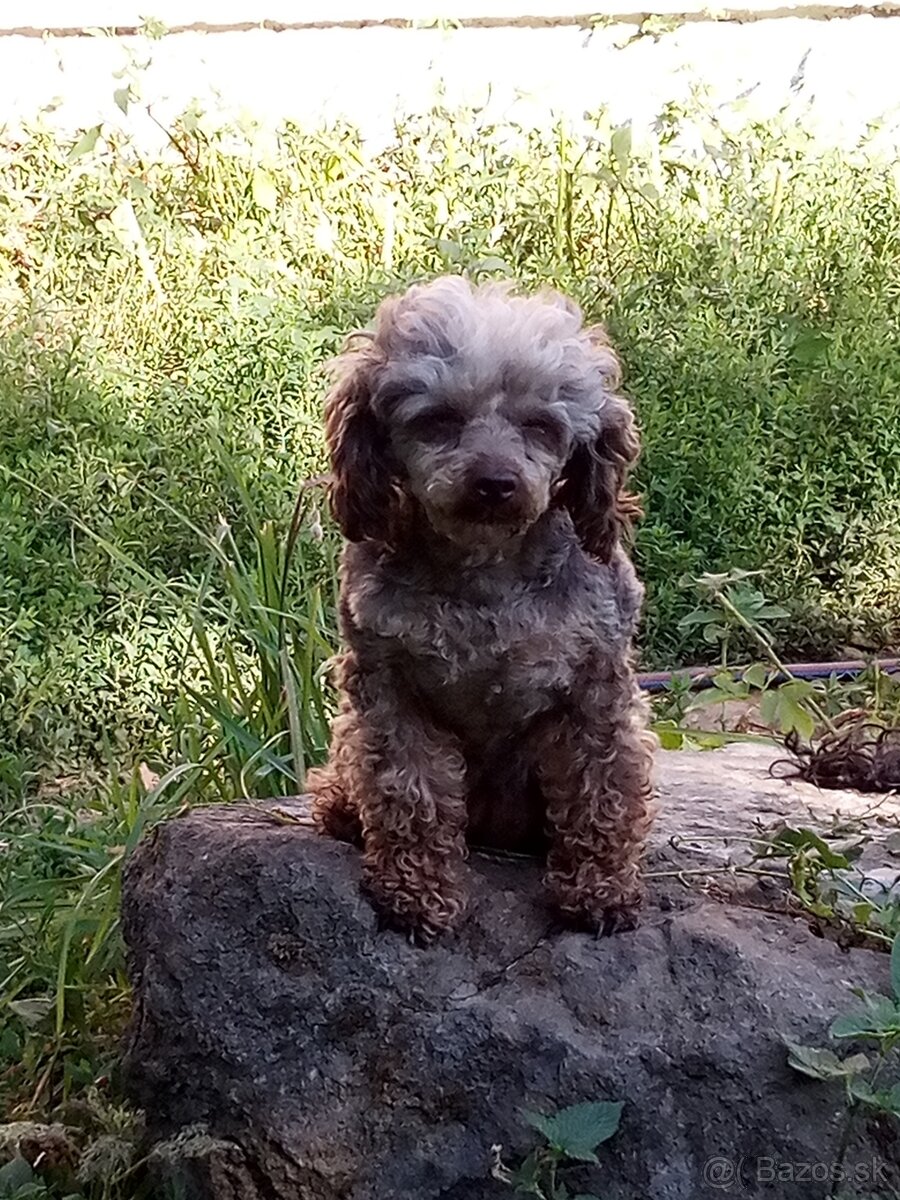 Toy pudel - 2
