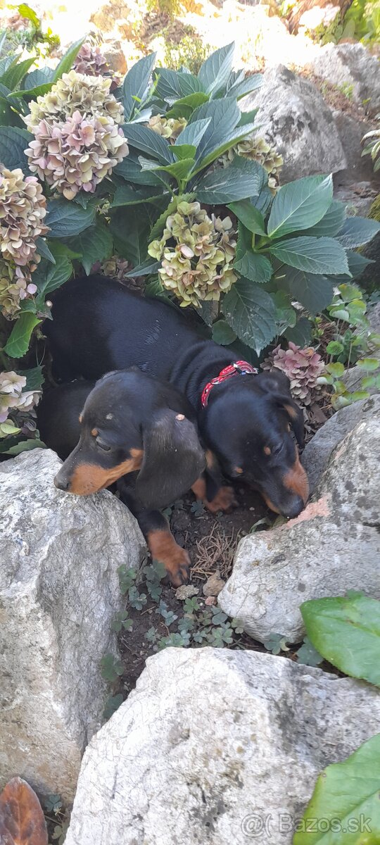 Jazvečík krátkosrstý merle - 2