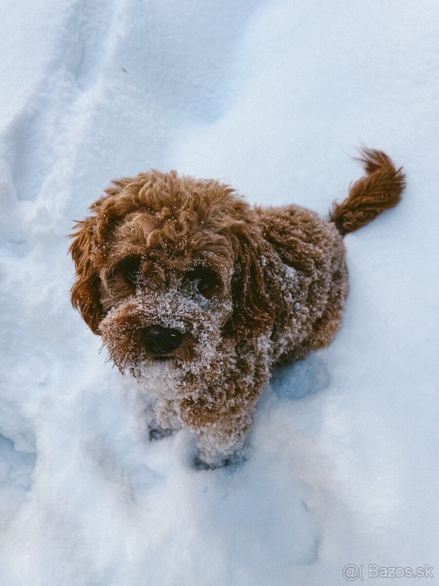 Cavapoo na krytie - 2