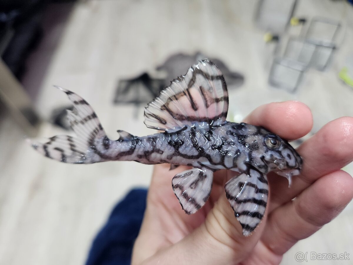 L 236 Super White - dospelá skupinka - 2