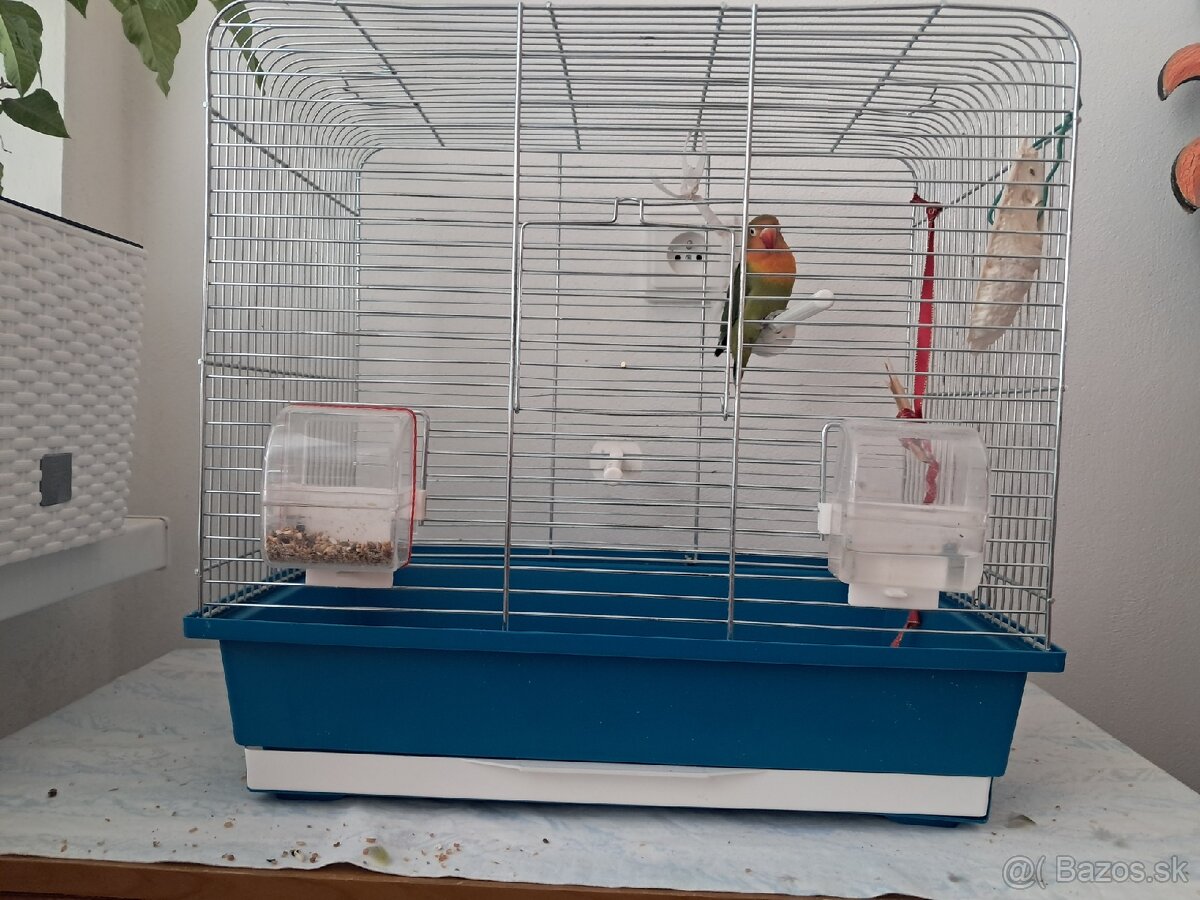 ‼️PREDÁM AGAPORNISA S VÝBAVOU‼️ - 2