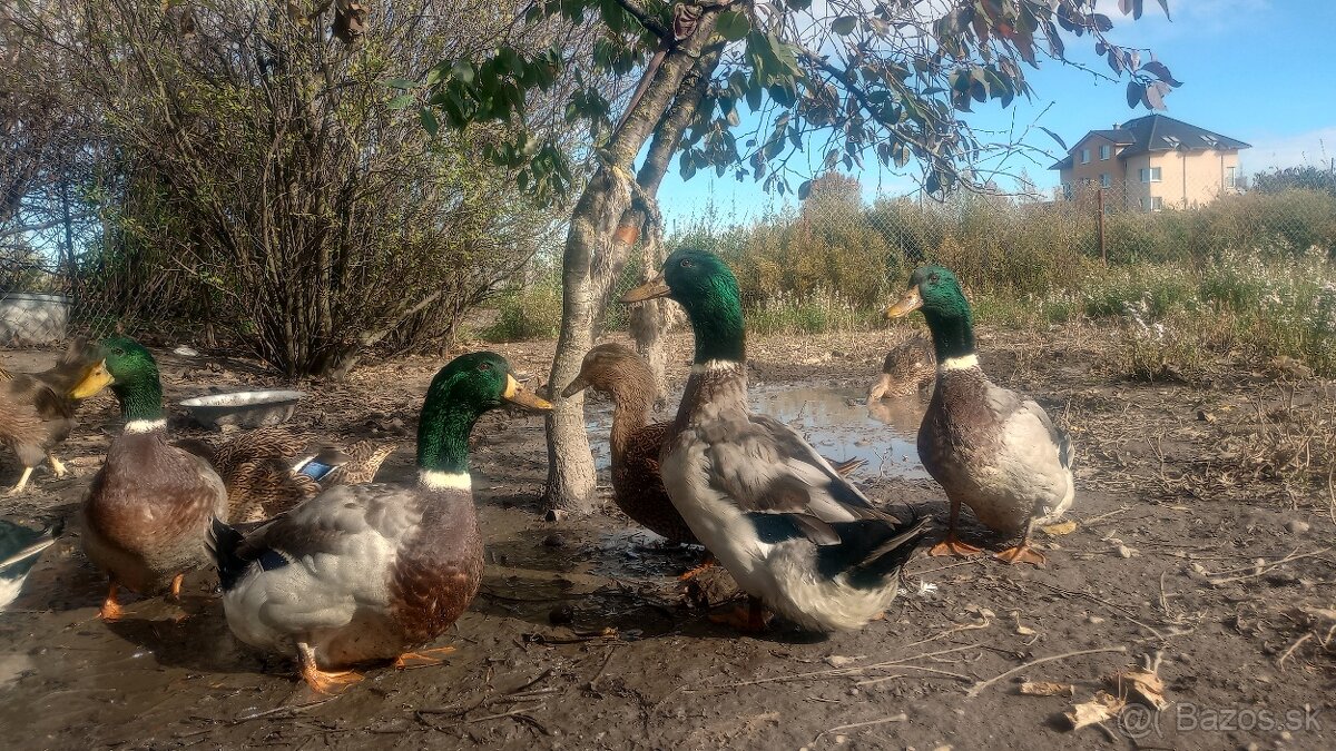 Predám Ruánske kačice - 2