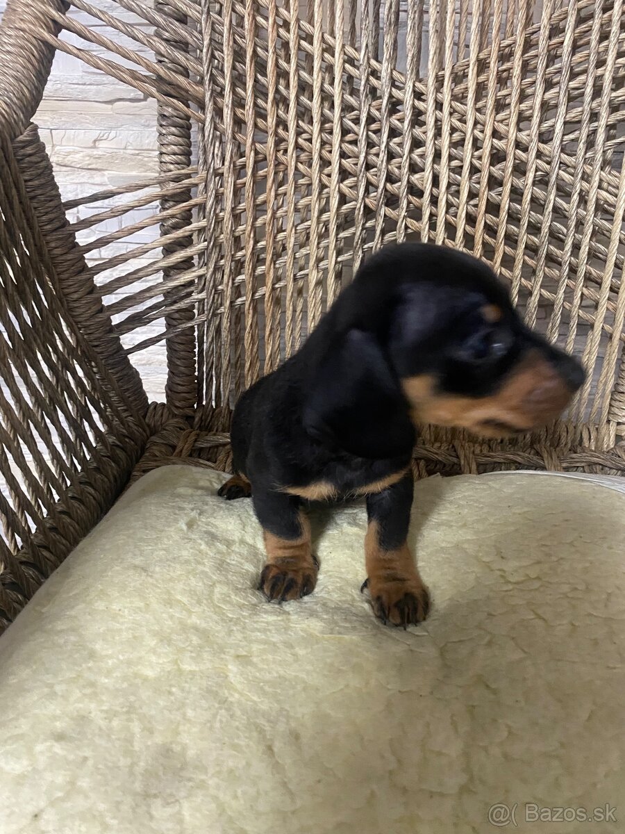 Krátkosrstý jazvecik - 2