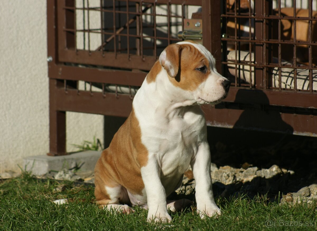 Psík Atrey 🐶 Americký Stafordšírsky teriér s PP 🐾 🩵 - 2