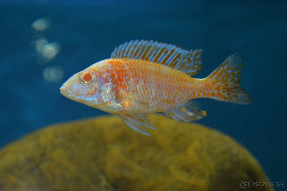 Predám prebytky chovu - Africké cichlidy - 2