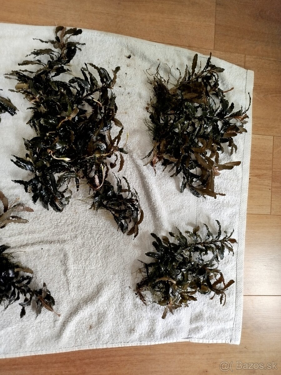 Predam rastlinky Bucephalandra - 2