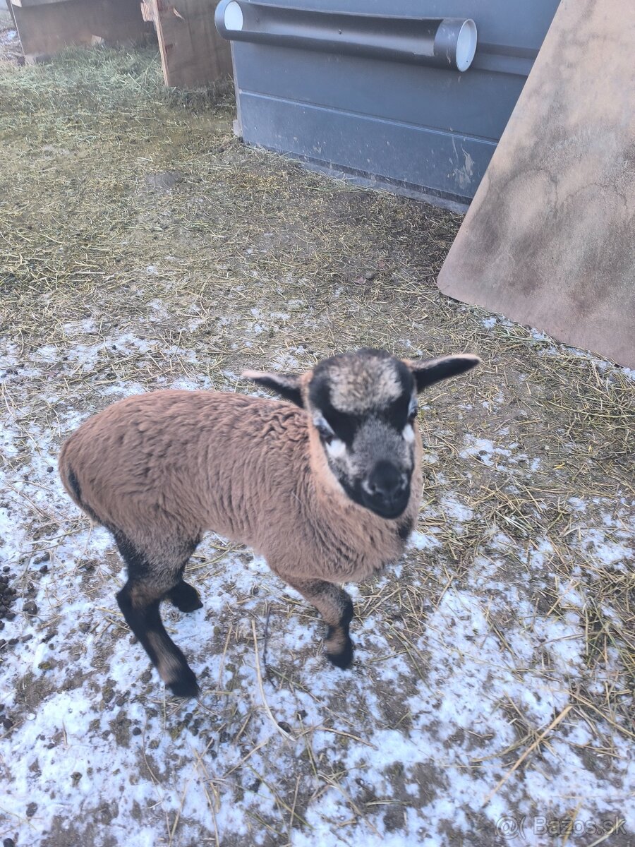 Predám ovce kamerunské 60€ - 2