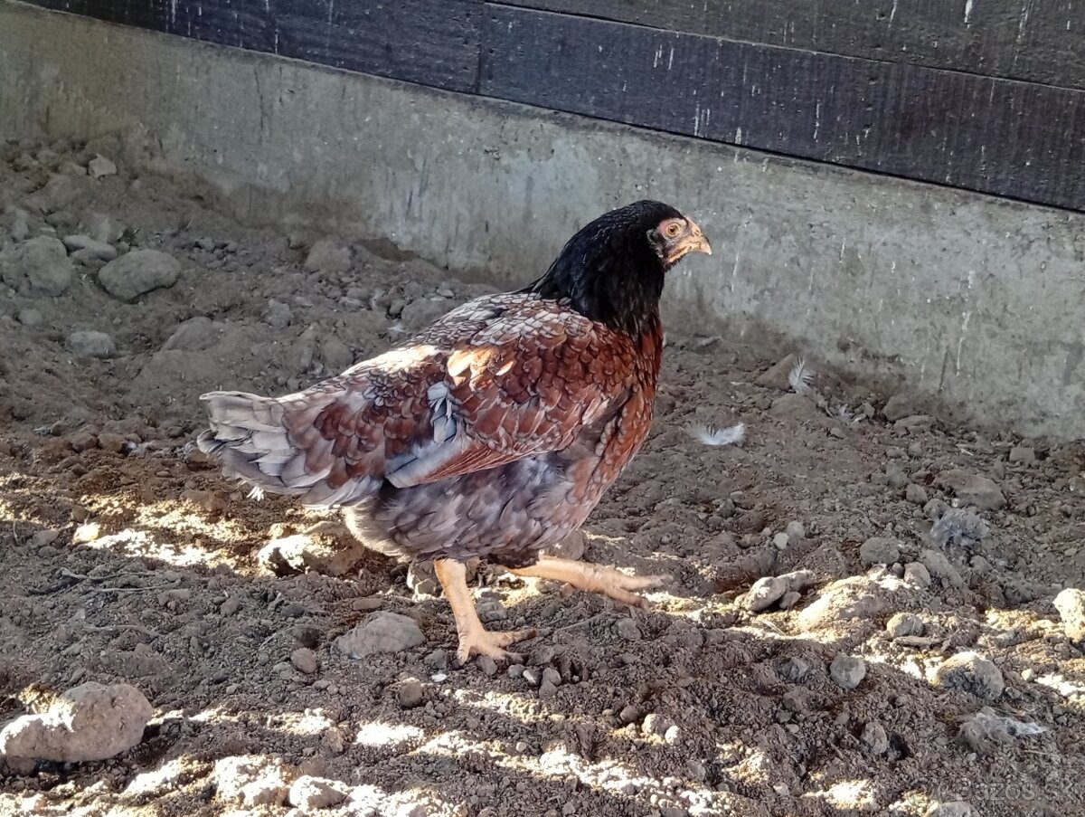 Indická bojovníčka. - 2