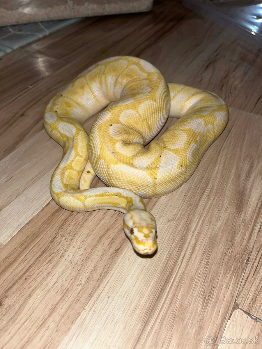 Python regius / Pytón kráľovský - 2