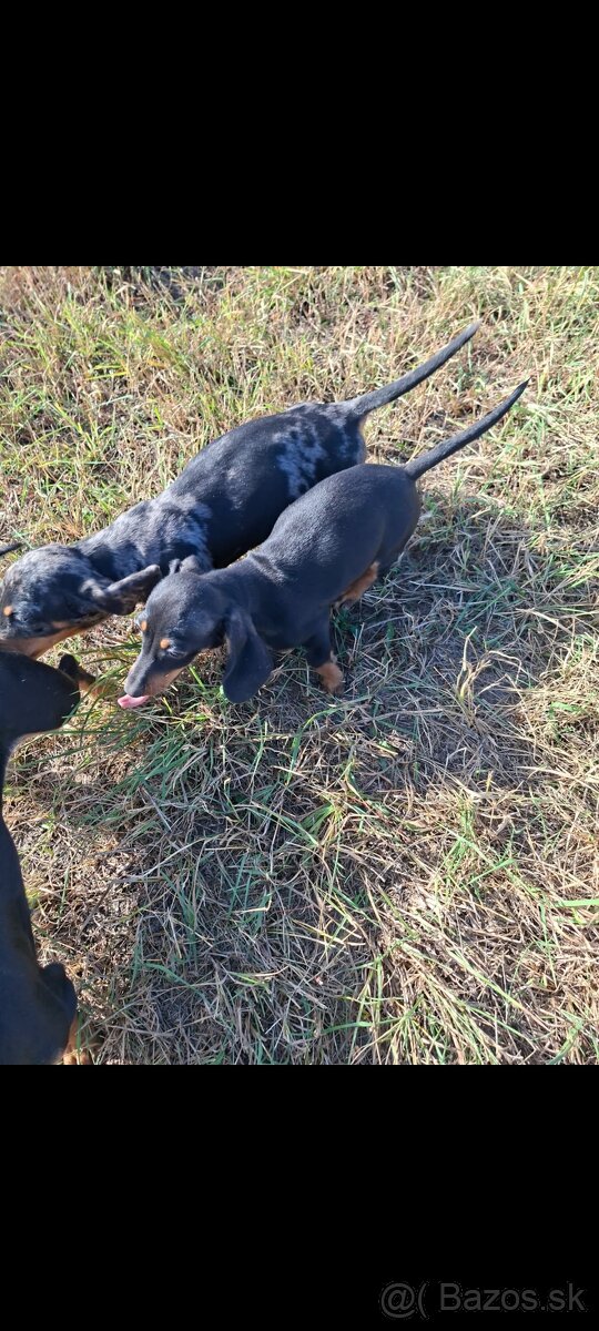 Trpazličí jazvečíky - 2