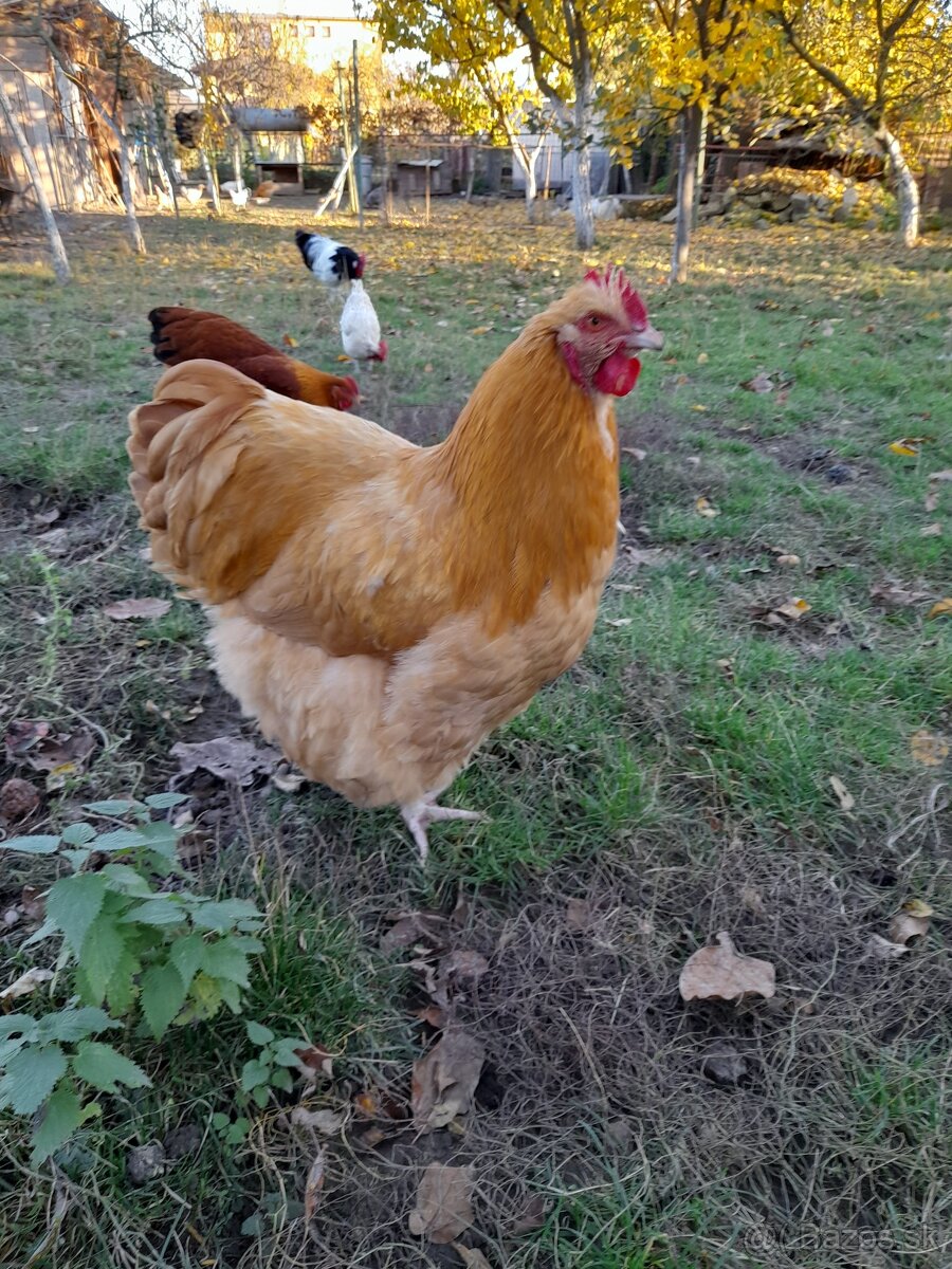 Kohut orpington žltý - 2