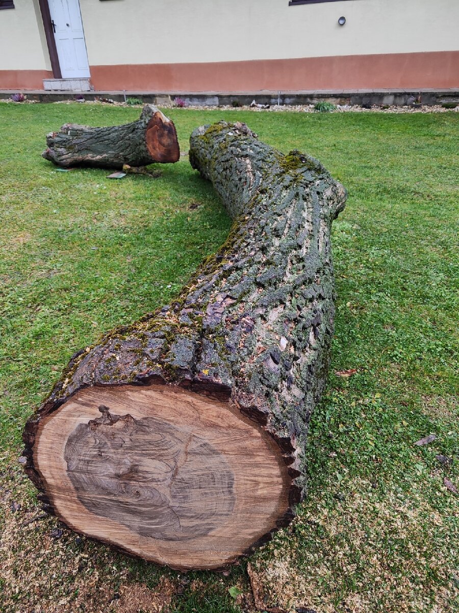 Predám kmene z čerstvo spíleneho stromu - 2