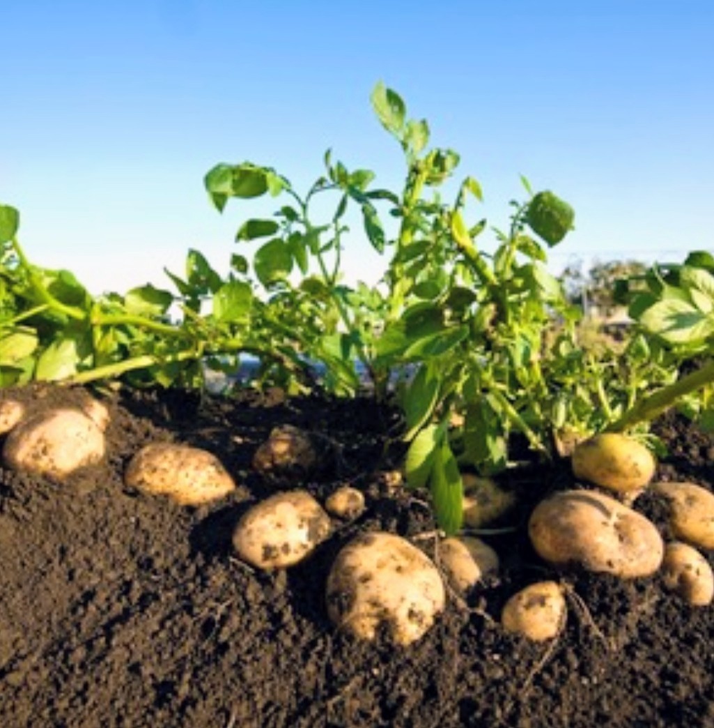 Zemiaky konzumne na uskladnenie - 2