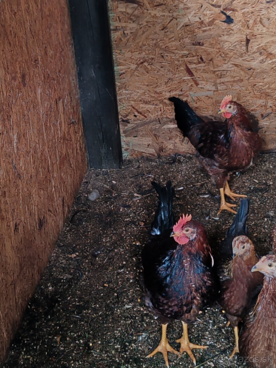 Predám kohútika a hodvábničky - 2