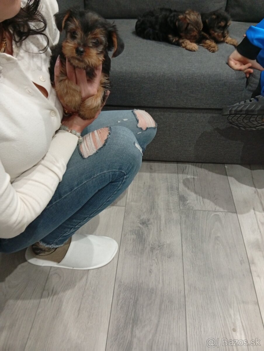 Mini Yorkshire teriér šteniatka na predaj - 2