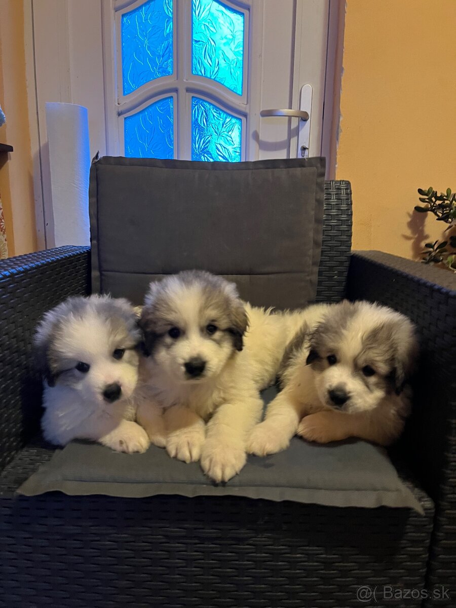 Pyrenejský horský pes - 2