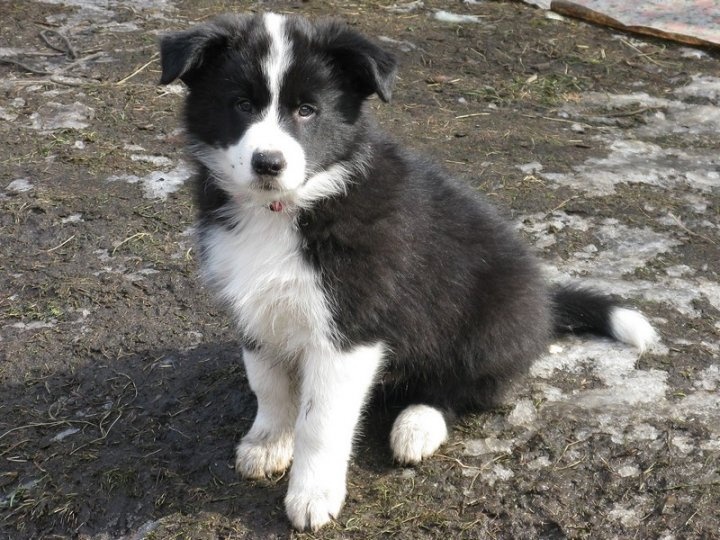 Šteňatá s PP - Border kólia / kolia - již k odběru - 2