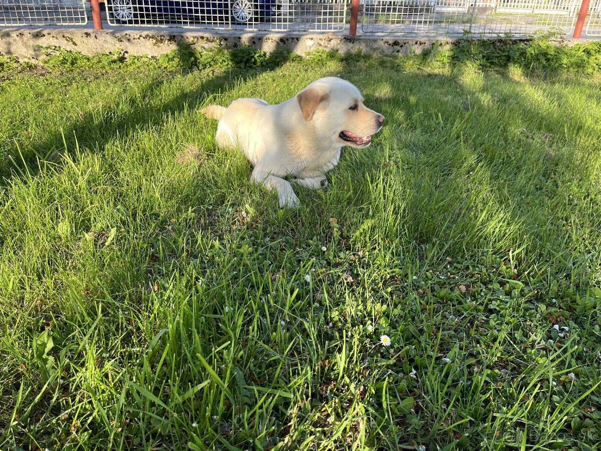 Krytie labrador akita inu - 2