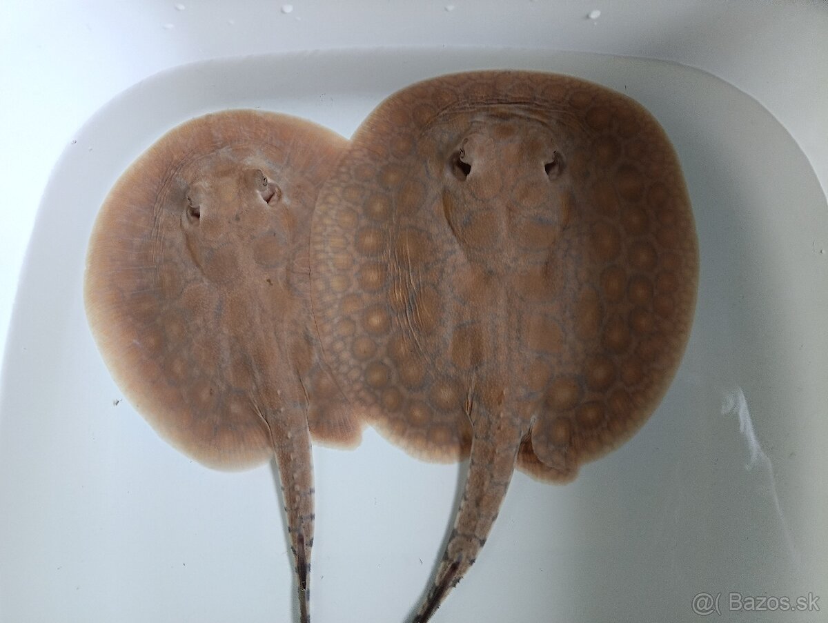 Potamotrygon boesemani - 2