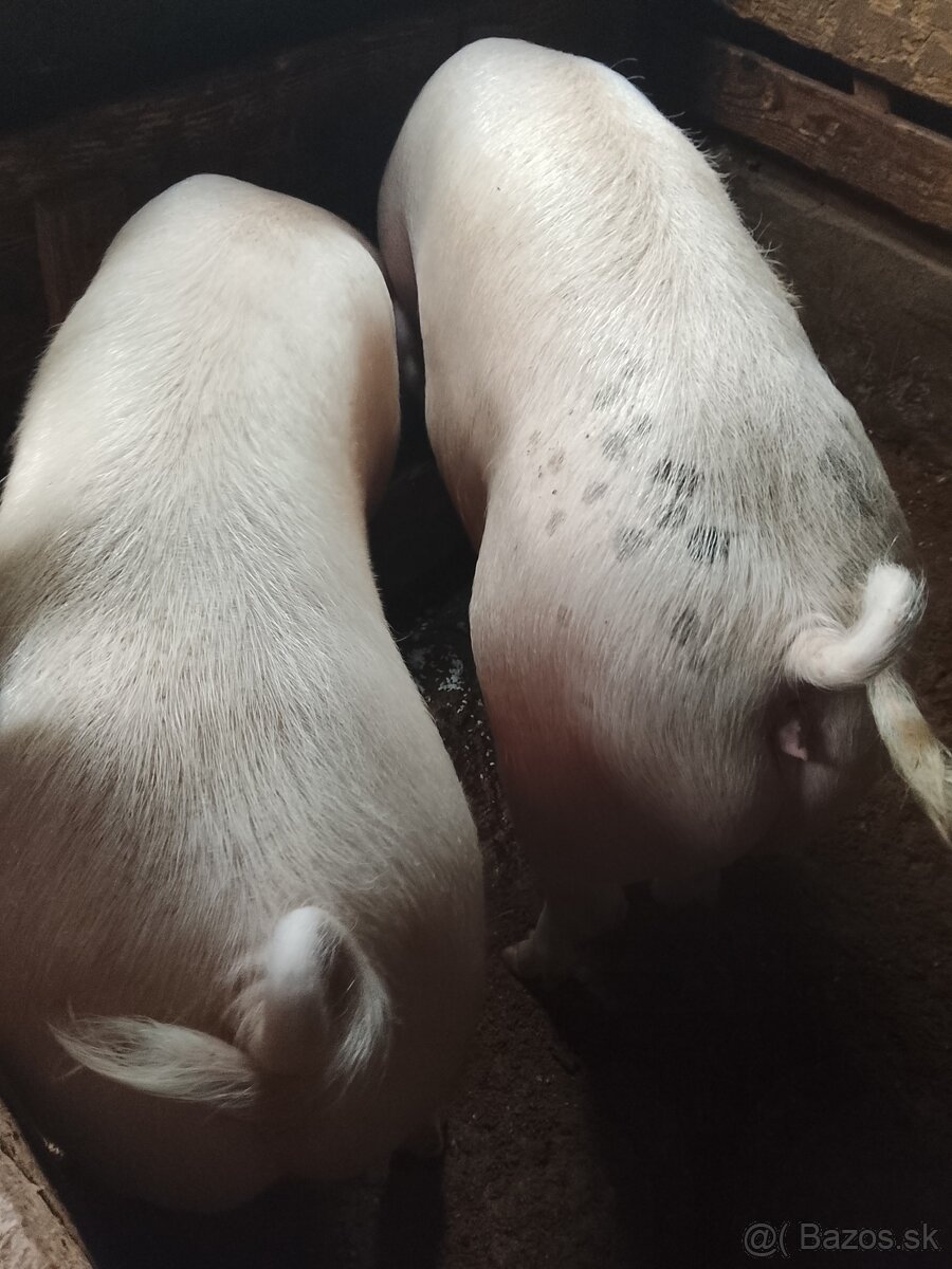 Ponúkam na predaj ošípané svinky - 2