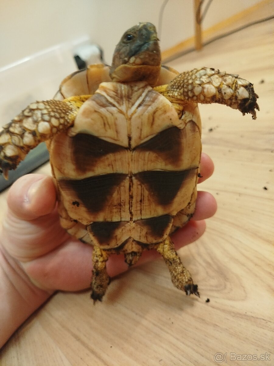 Suchozemska korytnačka Testudo Marginata - 2