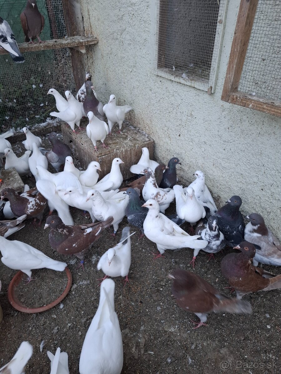 Predam holuby Kalifornské,Hubel - 2