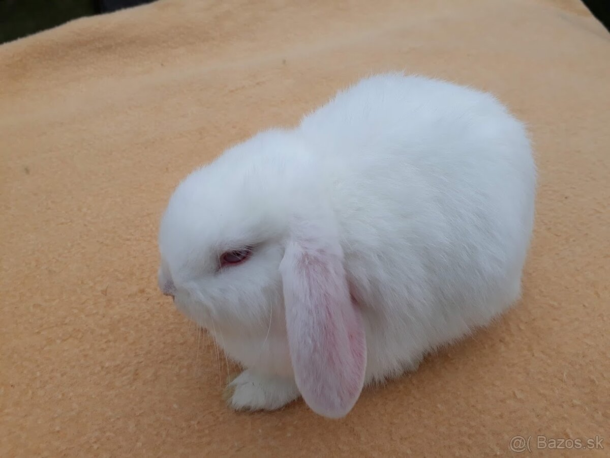 Zakrslý baranček - 2