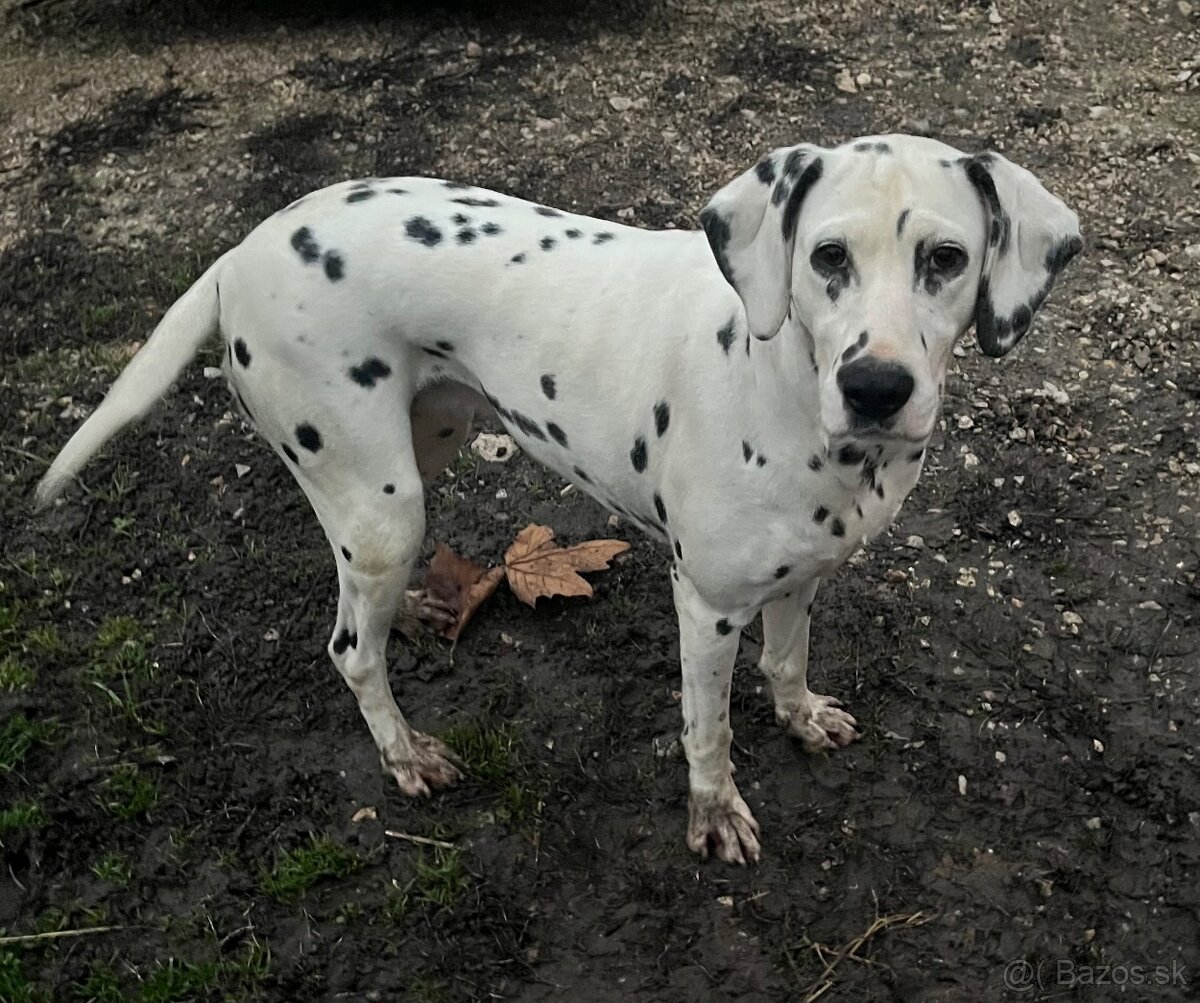 Dalmatin - 2