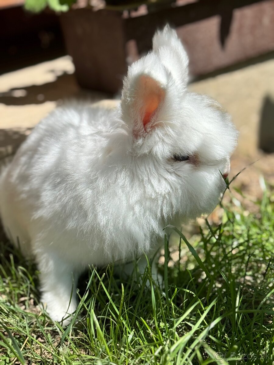 Králik - 2