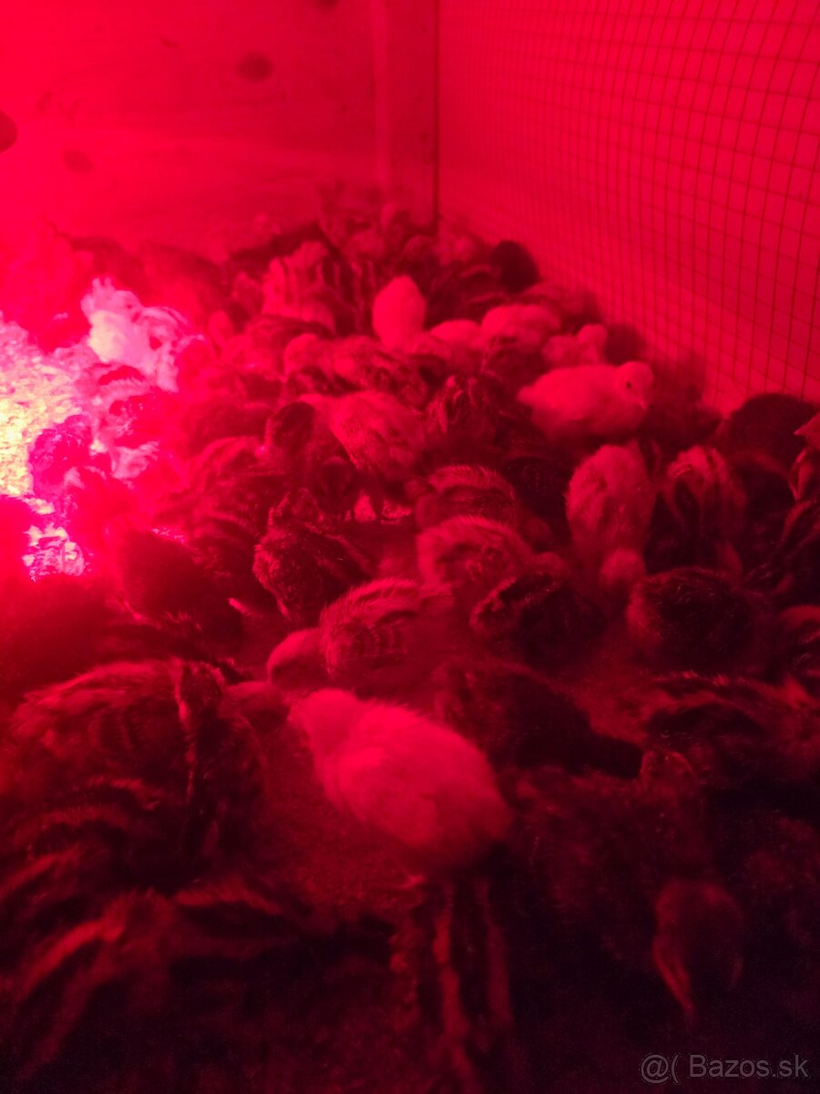 Japonské prepelice, prepeličky - 2