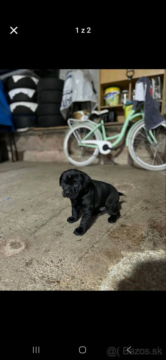 Darujem steniatko - 2