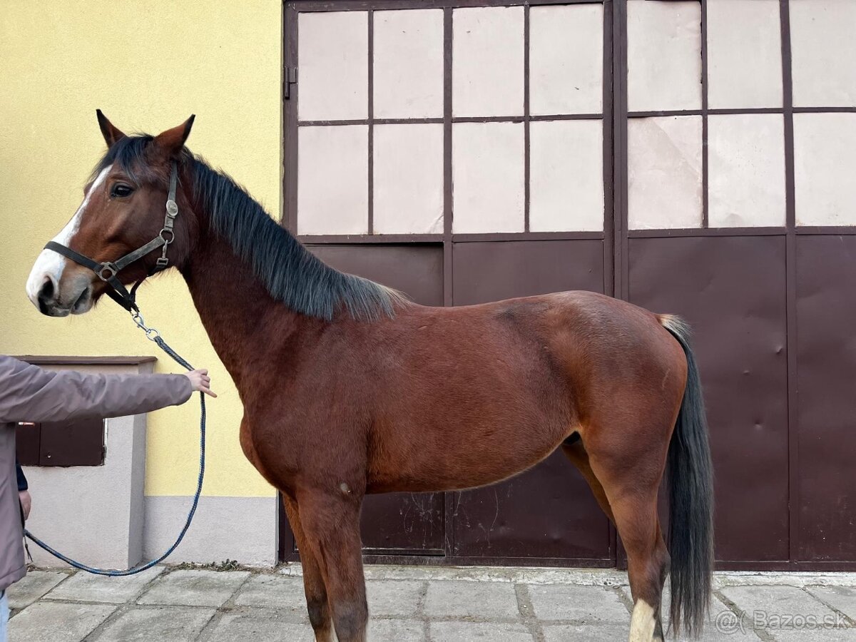 mladý valach po Chacoon Blue - 2