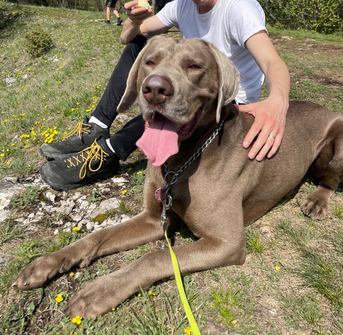 Weimarsky stavač-KRYTIE - 2